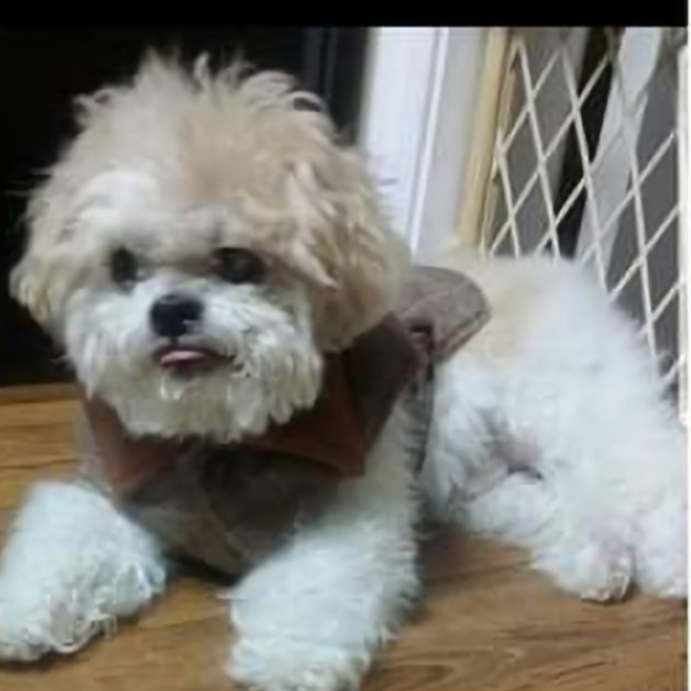 Meet your Posher, Chandra